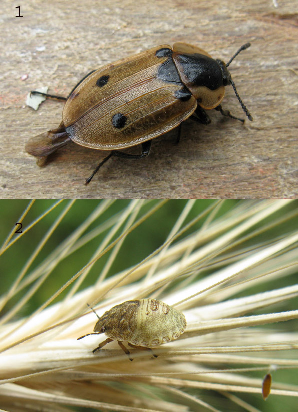 un aiuto per identificazione